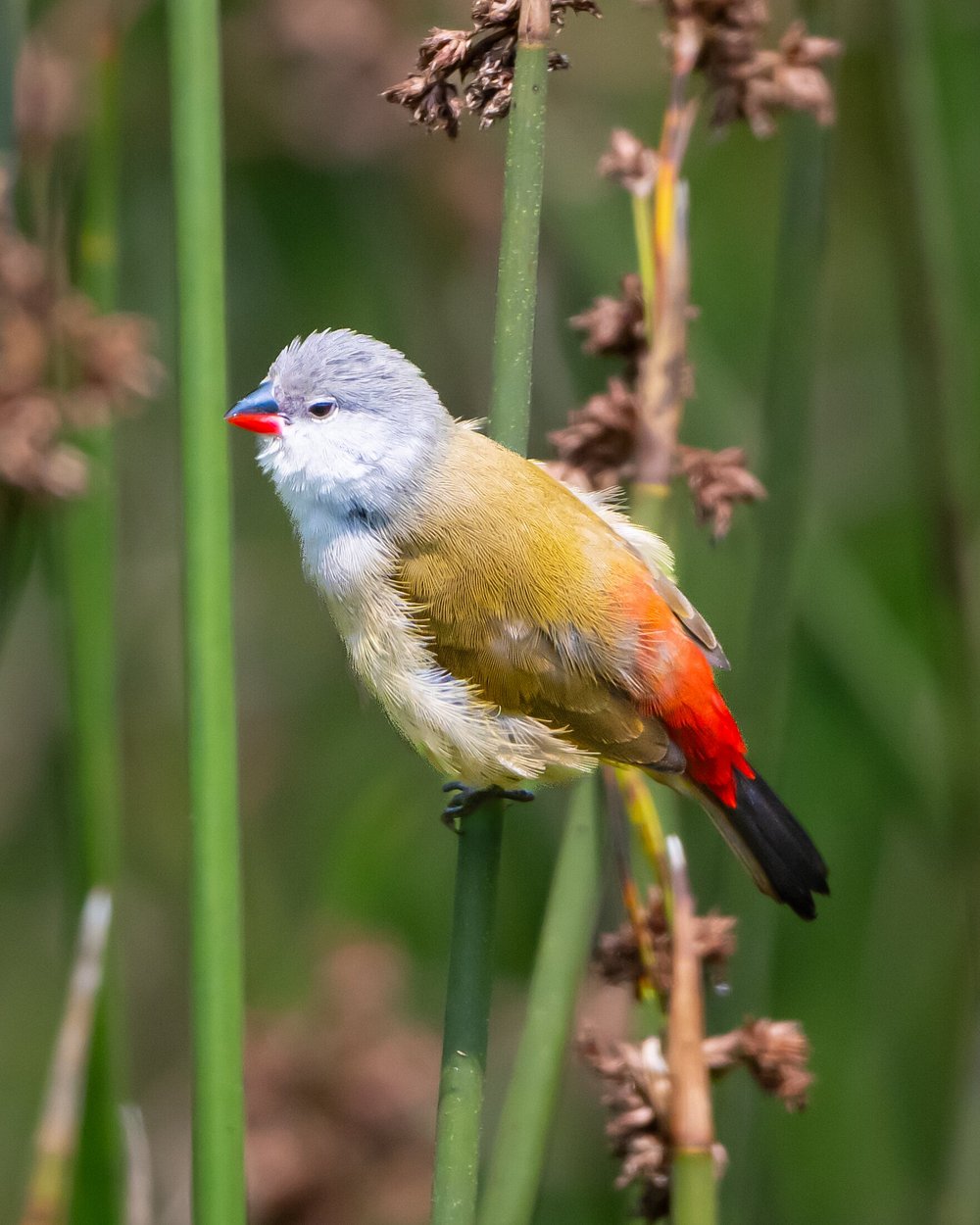 BIRDING IN RWANDA
